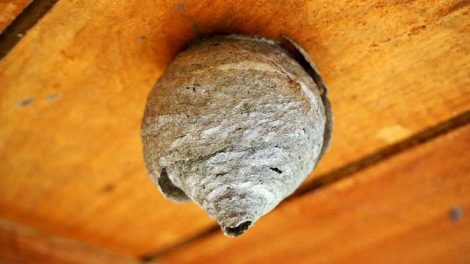 Comment se débarrasser d'un nid de frelons sous un toit ?