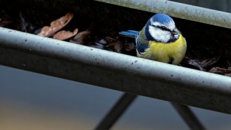 installation de filtres de gouttières pour protéger votre maison des feuilles et débris, assurant un drainage efficace et évitant les blocages.