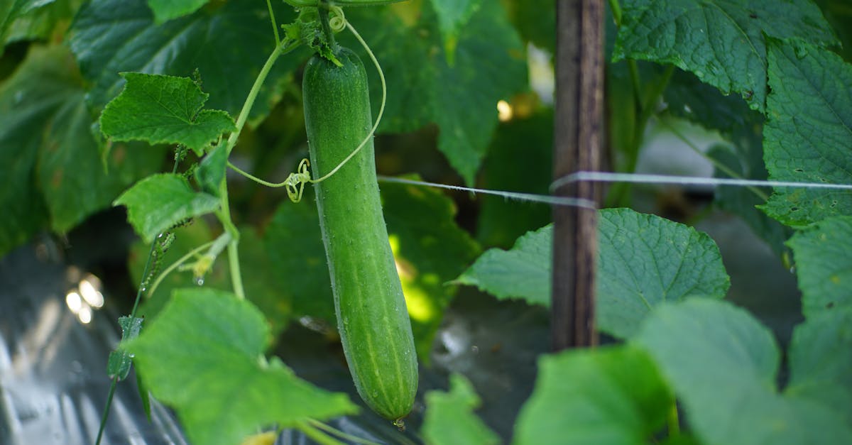 découvrez comment créer et entretenir un jardin potager biologique pour cultiver des légumes frais et sains chez vous de manière naturelle et écologique.