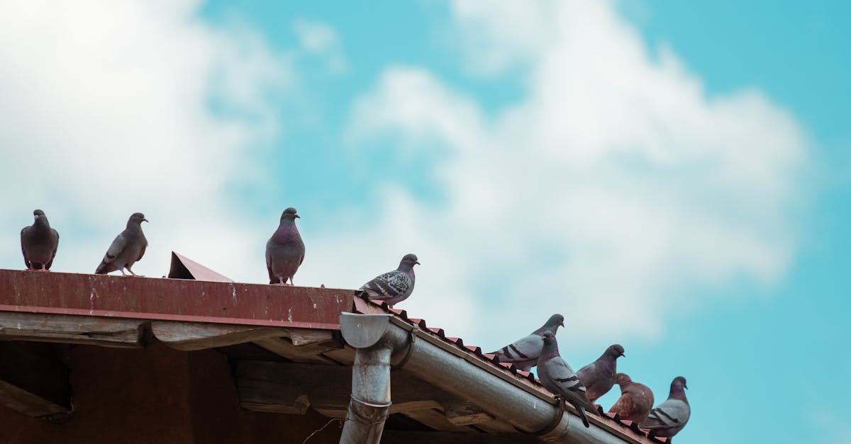 entretien des gouttières : conseils et astuces pour nettoyer, réparer et maintenir vos gouttières en bon état afin d'éviter les problèmes d'infiltration et d'humidité.