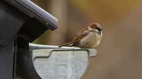 entretien des gouttières : conseils et astuces pour assurer leur bon fonctionnement et éviter les dégâts d'eau.